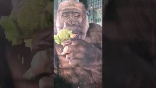 Is This How You Eat Your Broccoli?  #Gorilla #Eating #Asmr  #Satisfying