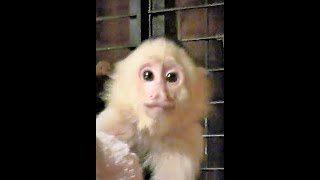 Room Decor  Monkey Lillian Louise  (#127)