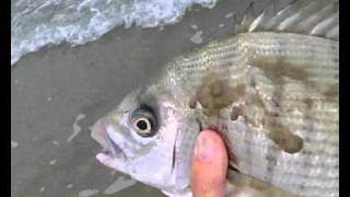 Pesca Sargo grande Surfcasting 2010 Valdelagrana. Captura y Suelta (Catch&Release)