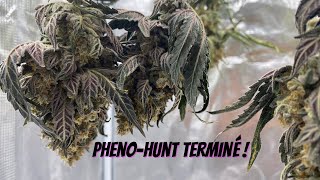 Log#110: Pheno-Hunt Finished, Time to Clean Up...
