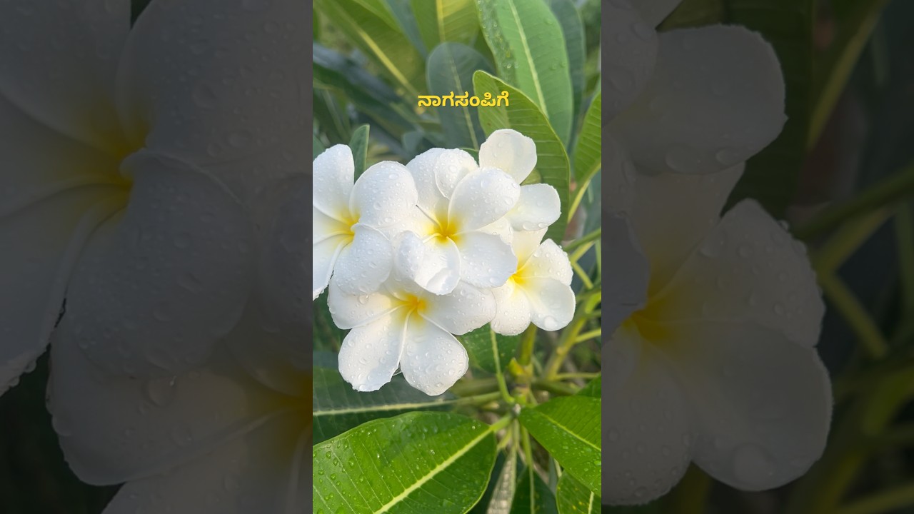 Flowers | Traditional Champak | ನಾಗಸಂಪಿಗೆ