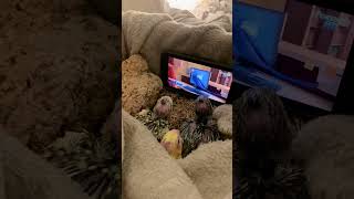 Three Baby Cockatiels Watch Parrot Cartoon Together