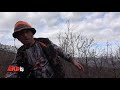 Wild Boar Hunting Turkey Tokat 1 Team Work охота на кабана صيد الخنازير البرية