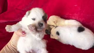 Toy Pomeranian puppies for sale in California at candicoloredpoms.com