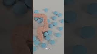 Por Que Bifidobacterium E Lactobacillus São Fundamentais Para O Intestino