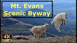 Mt. Evans Scenic Byway, Deserted! A unique Wildlife & 14er Adventure [4K UHD Cinematic]