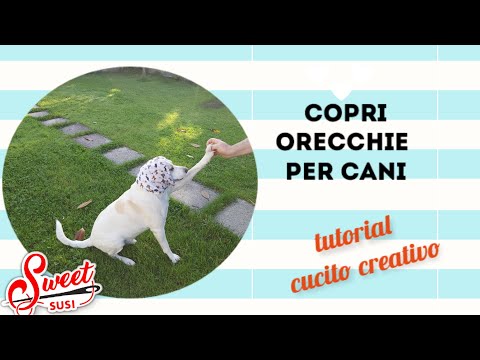 Video: Migliora la pelle e il cappotto di Cocker Spaniel con questo semplice Hack