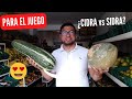 ¿Cual es la calabaza Cidra? ¿Es el chilacayote o melón de invierno?