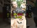 【海外の反応】1000km走って日本の犬を迎えに来た外国人の衝撃の理由 #shorts #海外の反応 #日本 #海外感動秘話 #柴犬