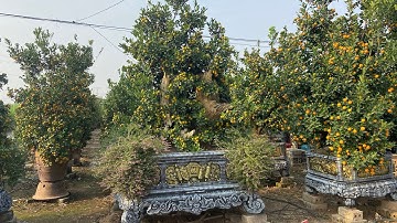 Tham quan các vườn quất cảnh tại Văn Giang Hưng Yên 2025