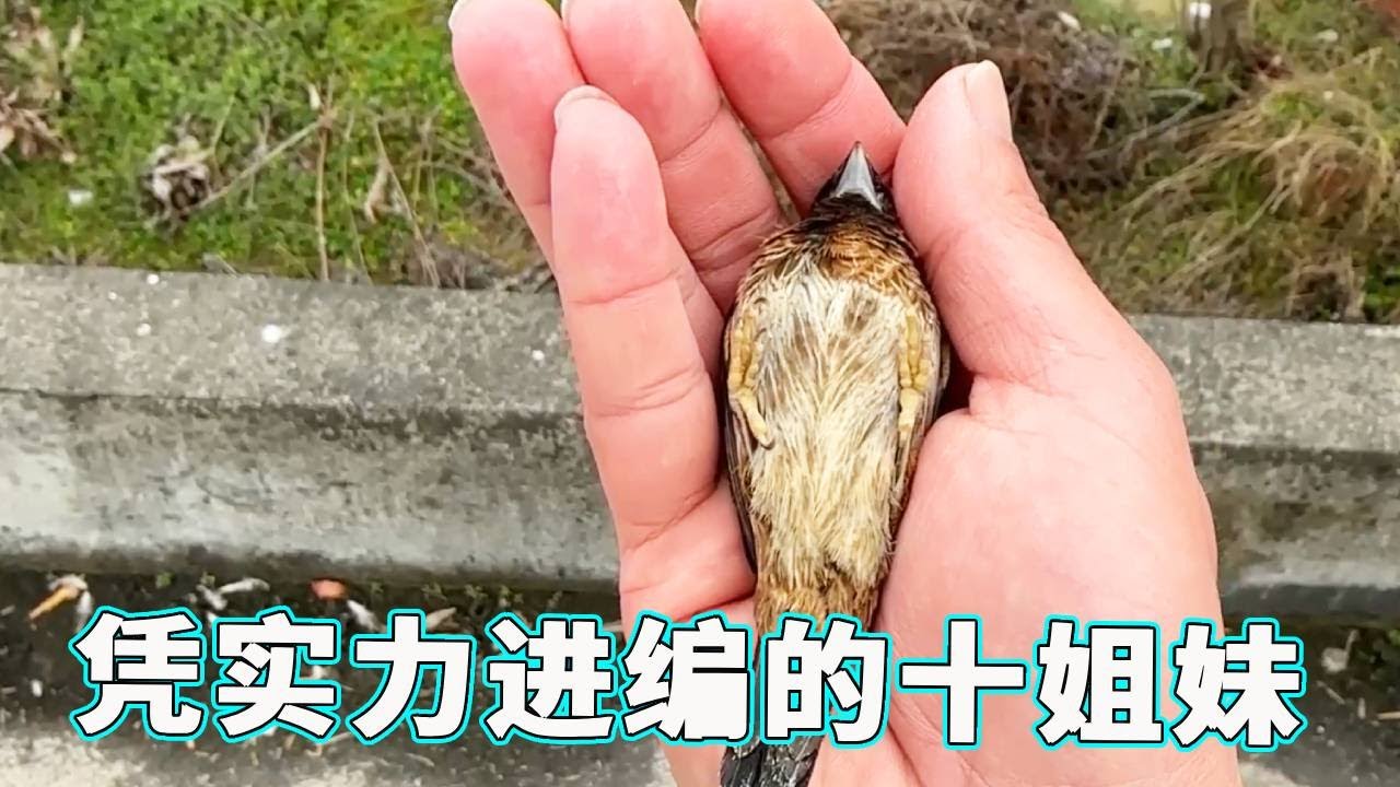 凭实力进编的十姐妹！每次放生都要偷偷跑回来，实在于心不忍终于还是收了它！【天下一场梦】