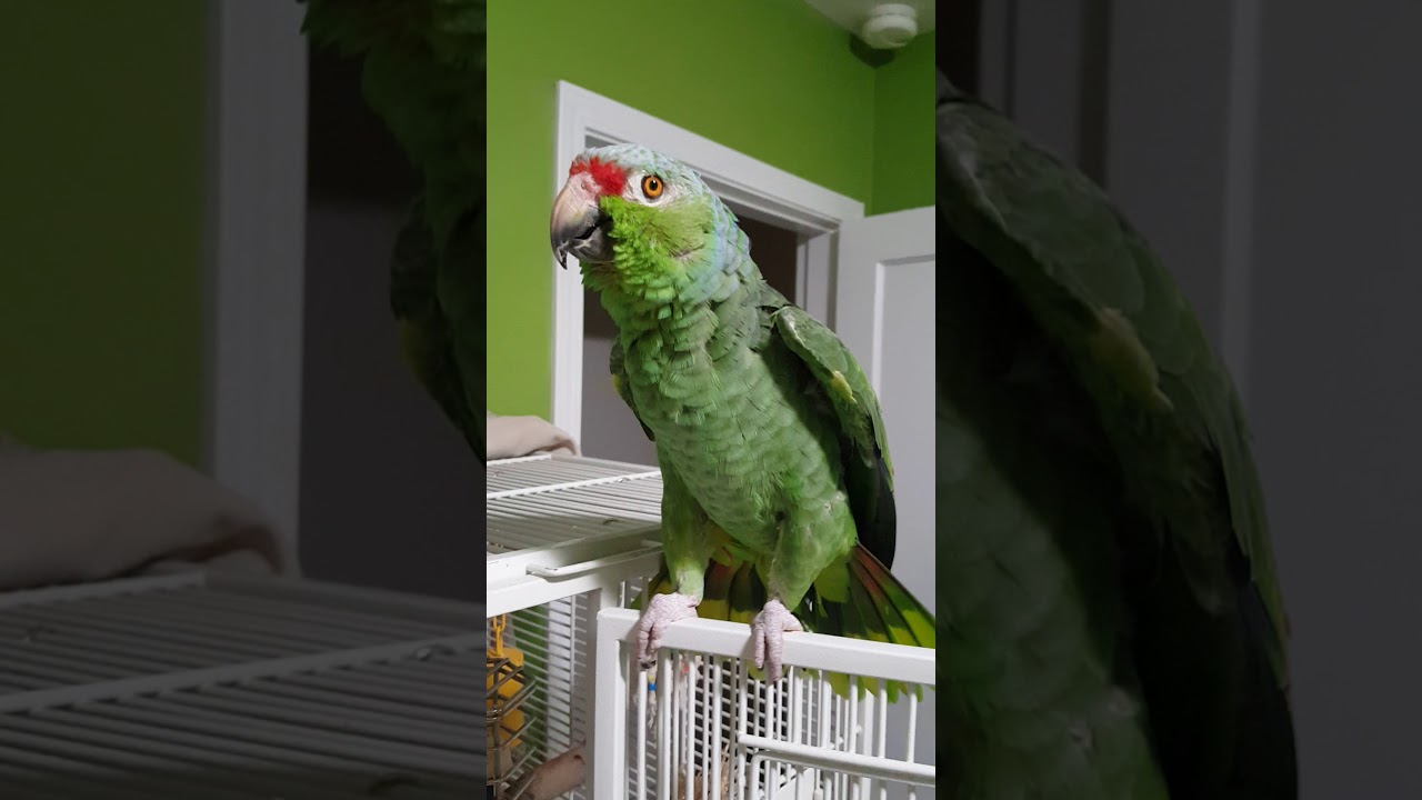 Paco, the red lored amazon 2 