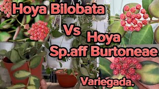 Hoya Burtoneae O Ds-70? Y Bilobata Su Parecido Confunden.bellas Las Dos