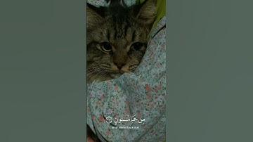 سورة الحجر | هزاع البلوشي #اكسبلور #قران #راحة_نفسية #ارحقلبك #لايك#هزاع_البلوشي