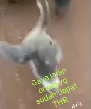 story wa ~ BEBEK DAPET THR DARI MAJIKAN NYA.