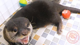 カワウソ赤ちゃん、ママのお宝映像！？Rare footage of a Moly!?【baby otter】 by カワウソ-Otter channel 2,066 views 2 years ago 4 minutes, 1 second
