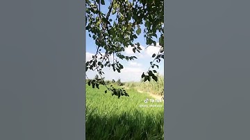 قران كريم ❤️ #اكسبلور #تيك_توك #لايك #ترند #duet #دويتو #voiceeffects #nature #في
