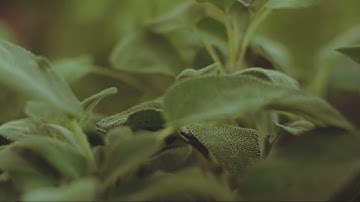 تلاوة خاشعة لسورة يس - بصوت الشيخ هاني الرفاعي