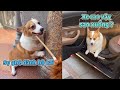 CORGI chân ngắn đáng yêu nhưng vô cùng bướng bỉnh 😬 - CORGI &amp; CATS | Mèo