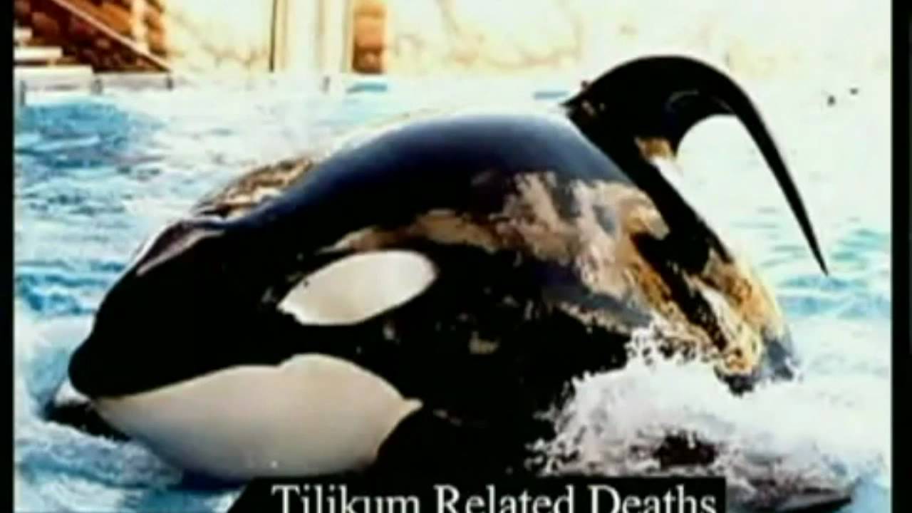 Chris Derose Speaks Out About Dawn Brancheau S Death At Seaworld Youtube