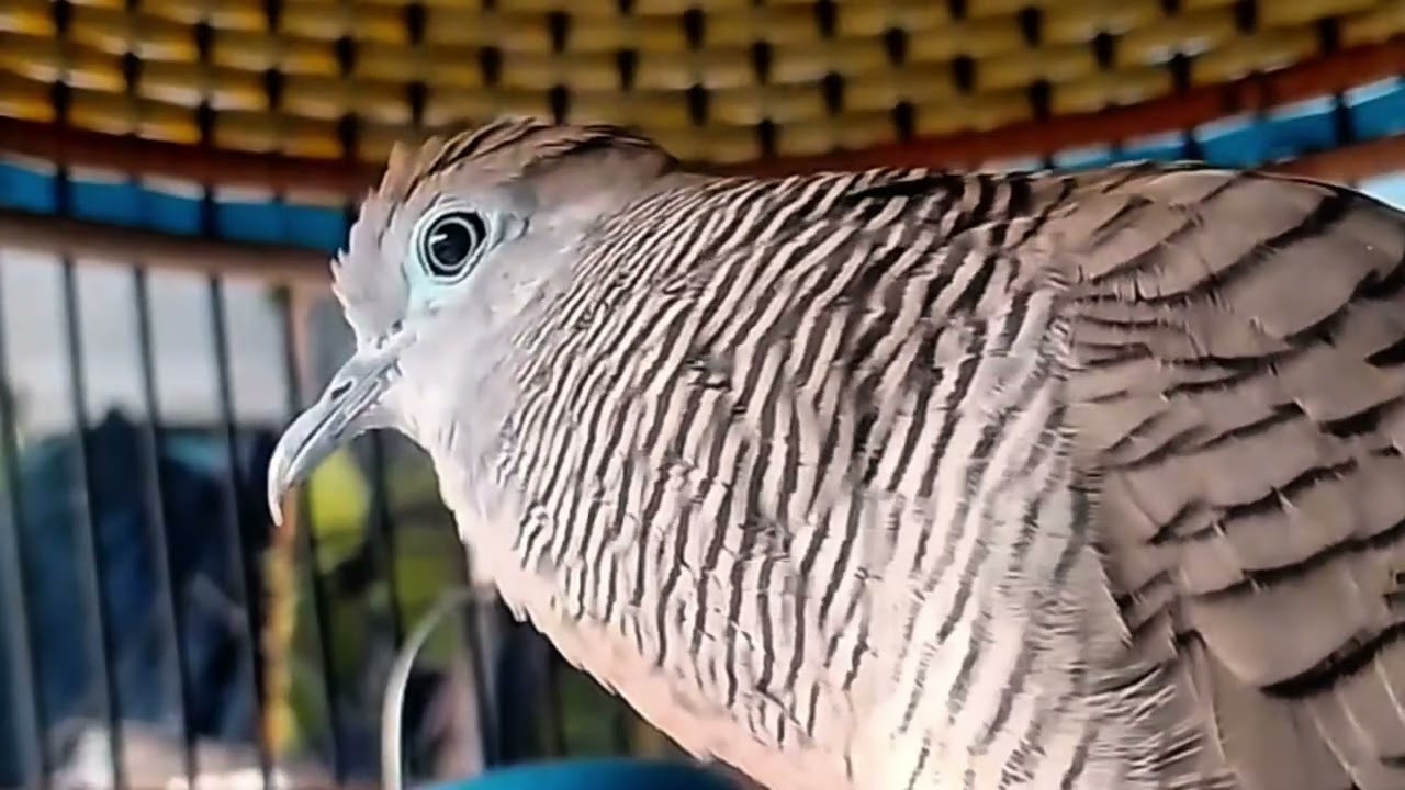 Suara Perkutut Lokal Gacor 