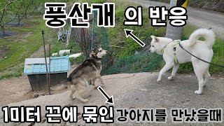 풍산개가 다른개, 어른, 아기를 대하는 자세는 어떻게 다를까? The attitude of the Poongsan dog towards dogs, babies different