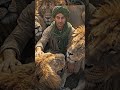 Fearless Among Lions 🦁❤ The Man Who Won Their Trust#Courage#ViralVideo #Trending#Shorts#NatureLovers