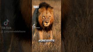 Lhistoire De La Coalition La Plus Puissante Dafrique Les Mapogos Partie 1