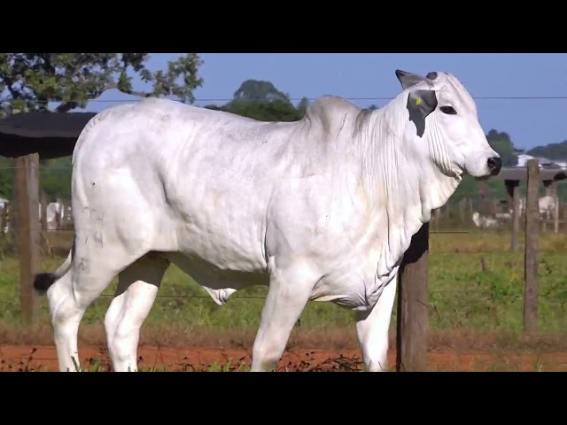 Lote 07 - 1 FÊMEA NELORE PO