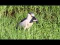 Black Crowned Night Heron