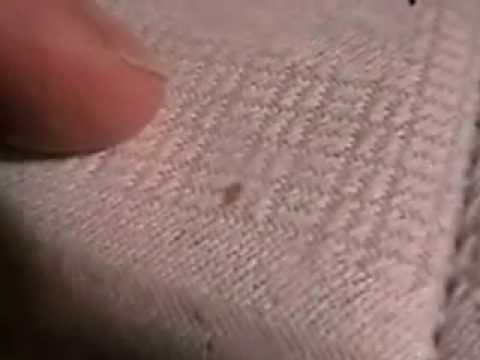 The spanish bed bug trapper - YouTube