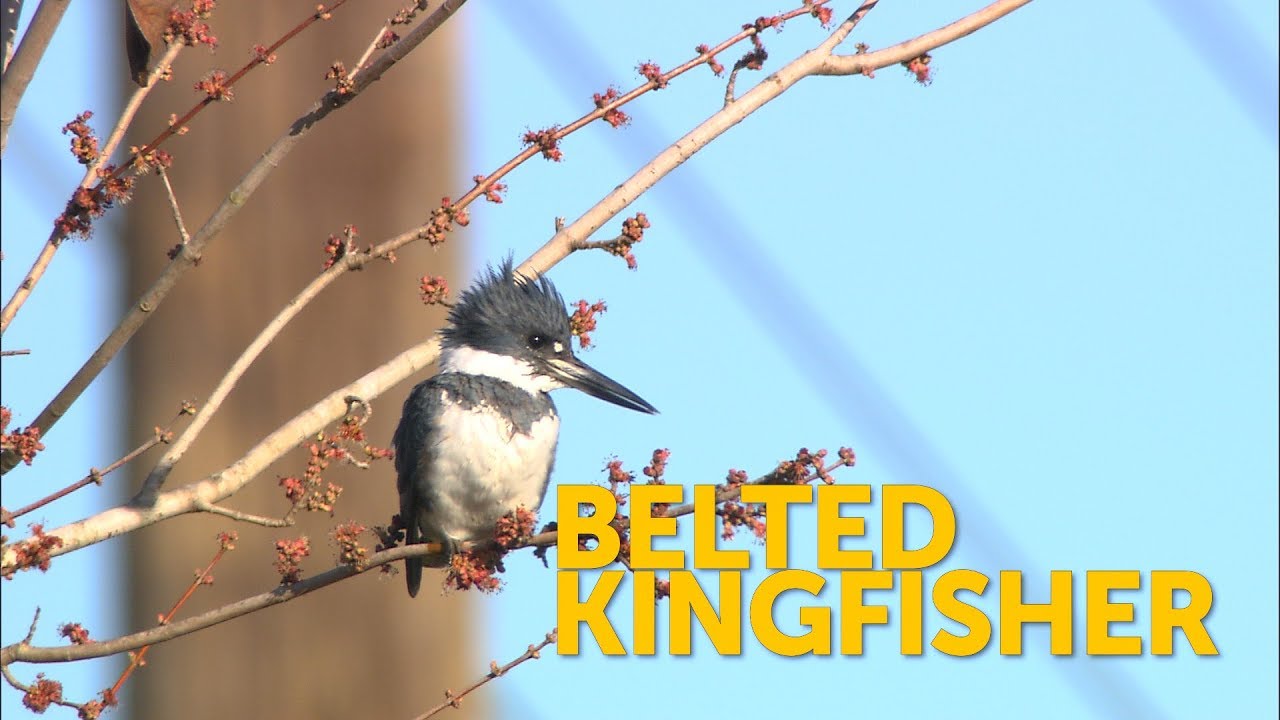 Belted Kingfisher - Sound, Call, Song, Voice, And Other Noises Made By The  Bird 