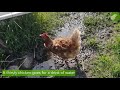 🐔A Thirsty Chicken Goes For a Drink of Water🐔