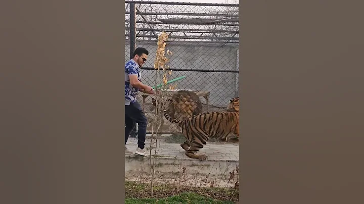 Big Lion Attack on Bengal Tiger | Nouman Hassan |