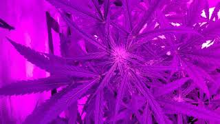 💪🏾Bruce Banner💪🏾 Autoflower UPDATE❗❗❗❗