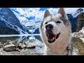 My husky explores the most stunning lake on earth