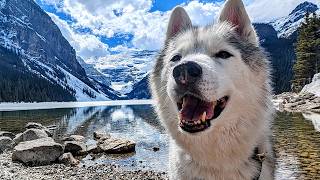 Watch My Husky Discover The World's Most Breathtaking Lake!