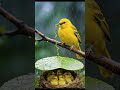 A mother’s love—she stays in the rain so her babies stay dry #motherlove #birdlove #viral #sorts