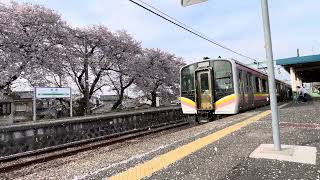 桜吹雪の中のJR越後線・分水駅