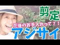 【アジサイ】花後の剪定方法は、最新版の動画をアップしていますので、そちらをご覧ください！https://youtu.be/DnaiFhMNA04