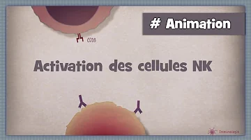 Qu'est-ce qui active les cellules NK