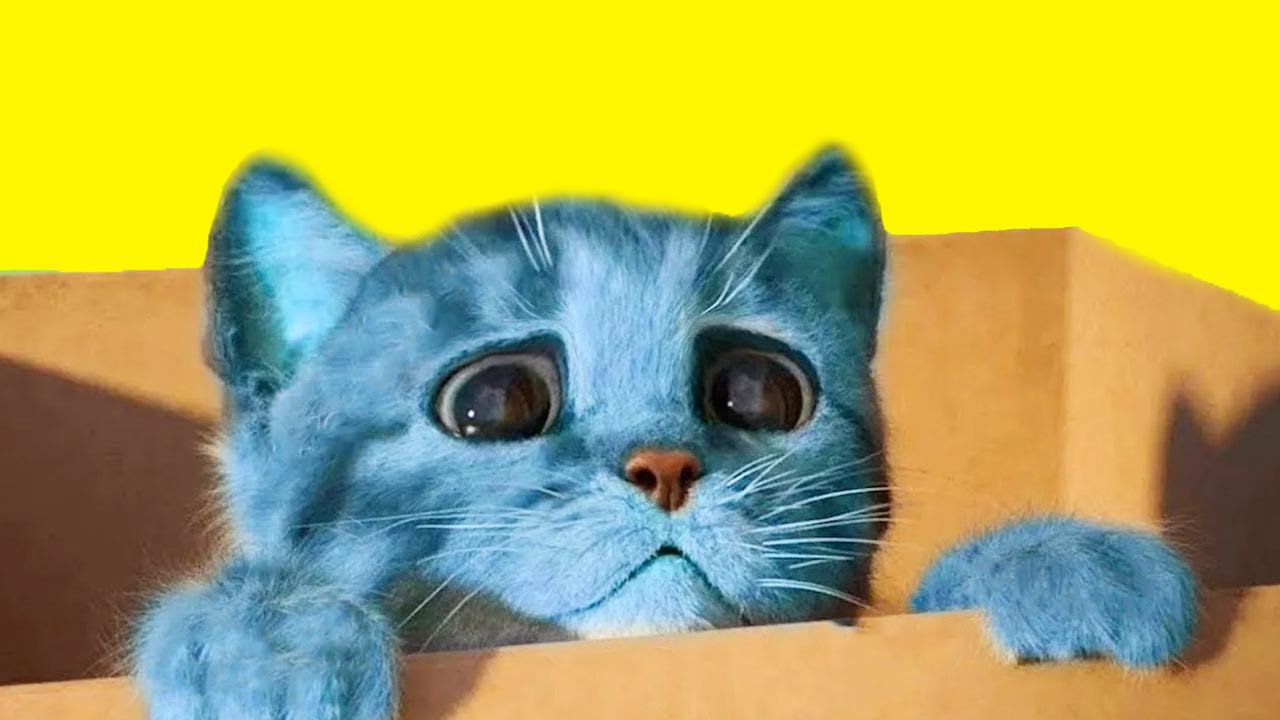 CUTE LITTLE KITTEN ADVENTURE -  KITTY & FRIENDS ADVENTUROUS JOURNEY CARTOON VIDEO #943