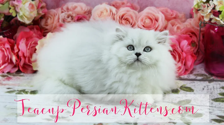 Video 575951: persian kittens cattery, female silver persian kitten