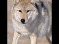 Gray Wolves vs Every Other Predator #shorts #wildlife