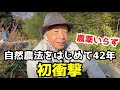 【衝撃】農薬なしで害虫ヨトウムシが全滅しました・・・