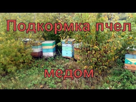 Как подкормить пчел медом осенью