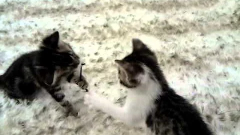 Watch the video about Bengal Cross Kittens
