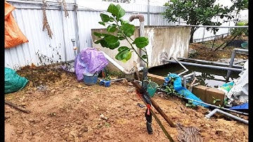 Những cành chiết cây bưởi Ruby Thái Lan F1 được trồng đầu tiên ở Việt Nam - LH: 0869214270