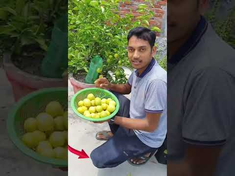 वीडियो: नींबू, नीबू, संतरा और अन्य खट्टे फलों में छिलका गाढ़े होने और रस नहीं होने के कारण
