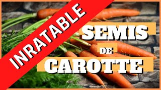 semis de carottes inratable